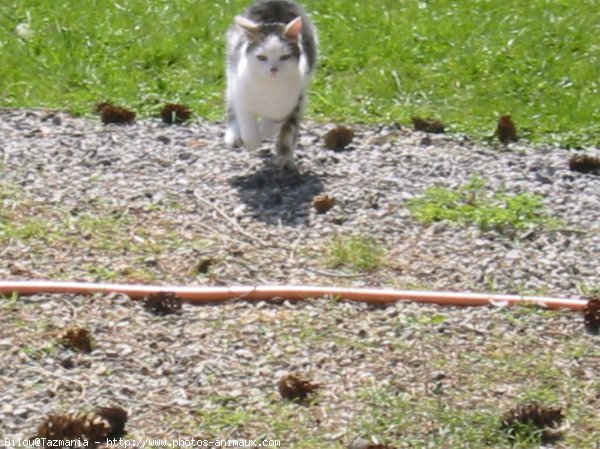 Photo de Chat domestique