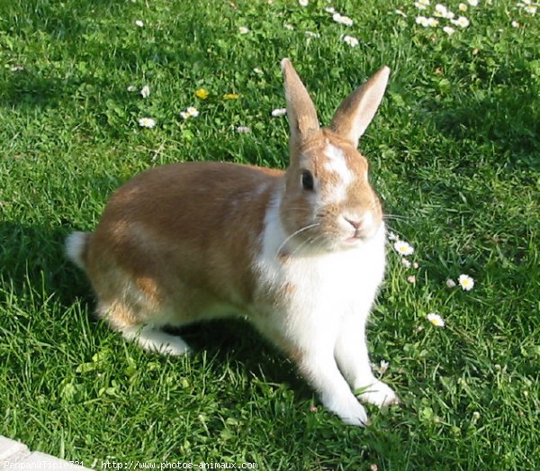 Photo de Lapin