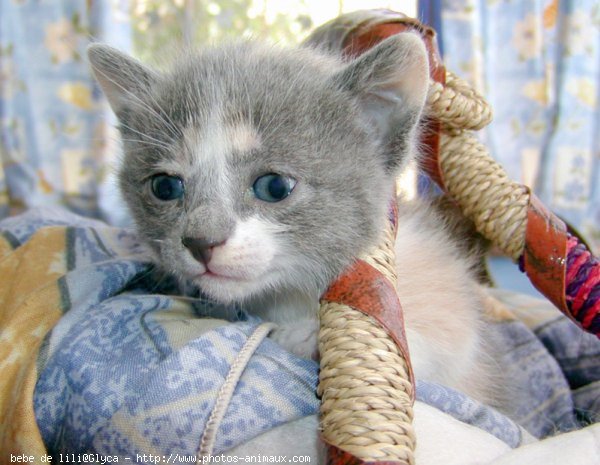 Photo de Chat domestique