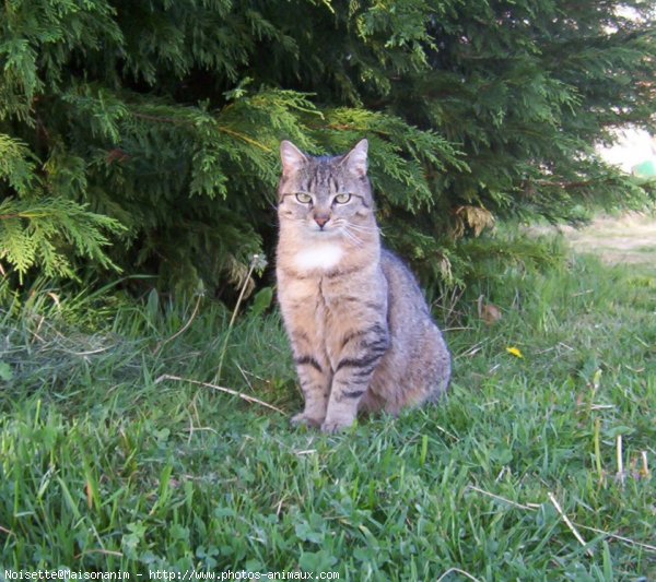 Photo de Chat domestique