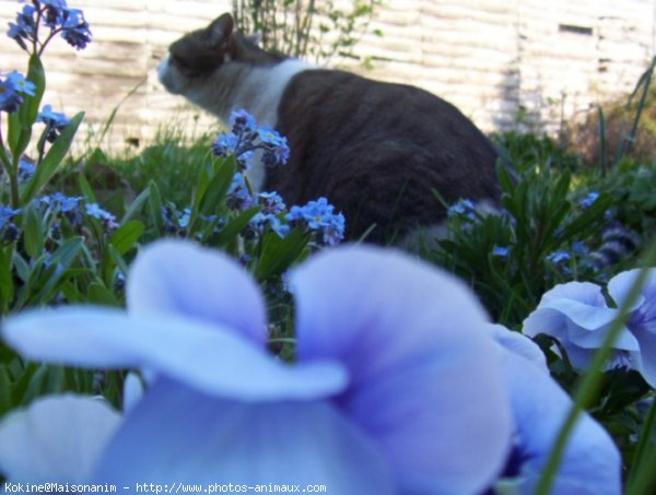 Photo de Chat domestique