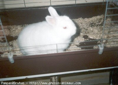 Photo de Lapin