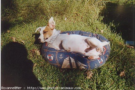 Photo de Jack russell terrier