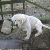 Photo de Golden retriever