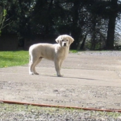 Photo de Golden retriever