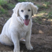 Photo de Golden retriever