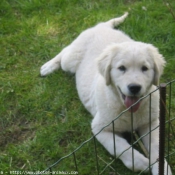 Photo de Golden retriever