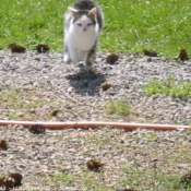 Photo de Chat domestique