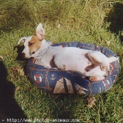 Photo de Jack russell terrier