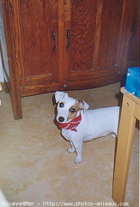 Photo de Jack russell terrier