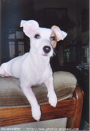 Photo de Jack russell terrier