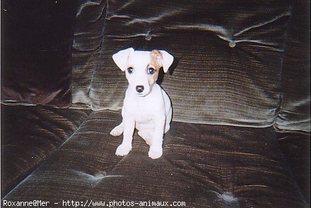 Photo de Jack russell terrier