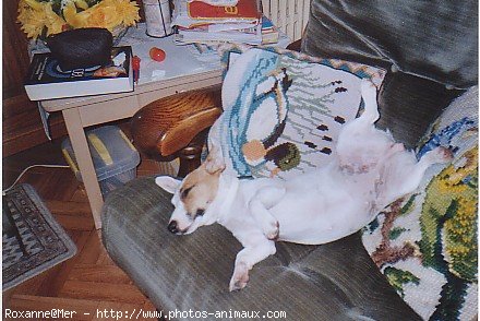 Photo de Jack russell terrier