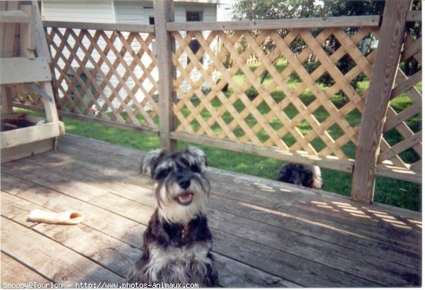 Photo de Schnauzer gant