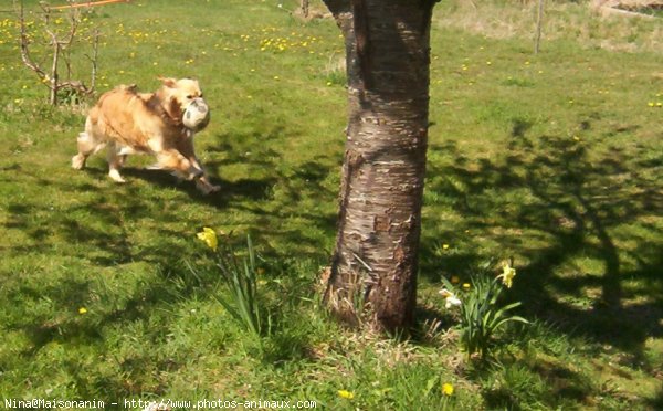 Photo de Golden retriever