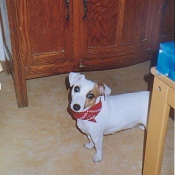 Photo de Jack russell terrier