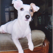 Photo de Jack russell terrier