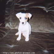 Photo de Jack russell terrier