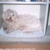 Photo de Bichon maltais