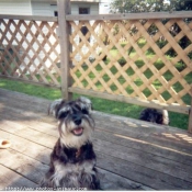 Photo de Schnauzer gant