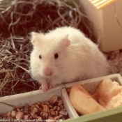 Photo de Hamster