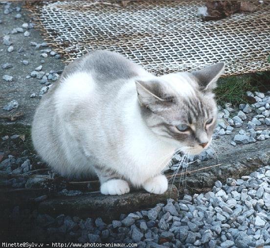 Photo de Croisement