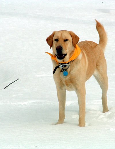 Photo de Labrador retriever