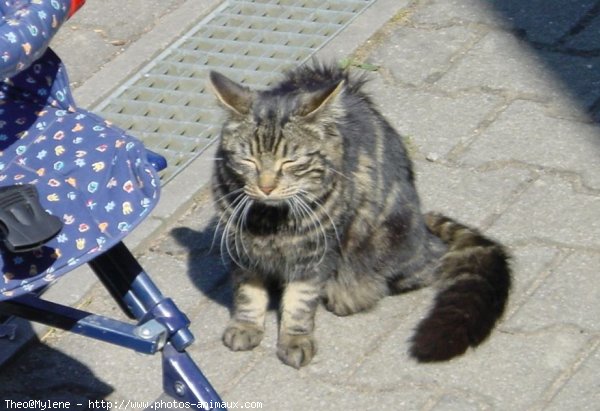 Photo de Chat domestique