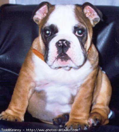 Photo de Bulldog