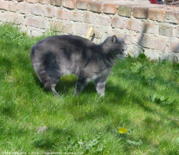 Photo de Chat domestique