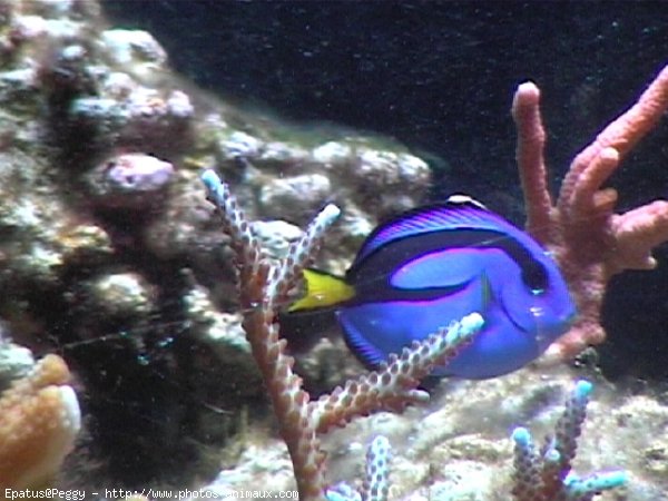 Photo de Poissons rouges