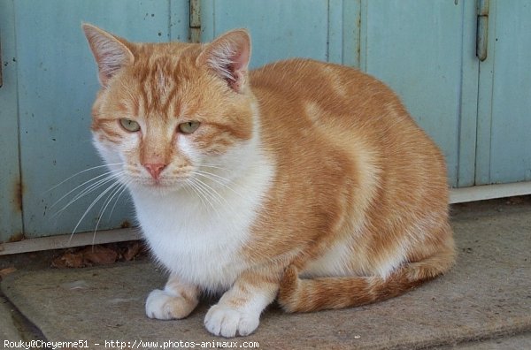 Photo de Chat domestique