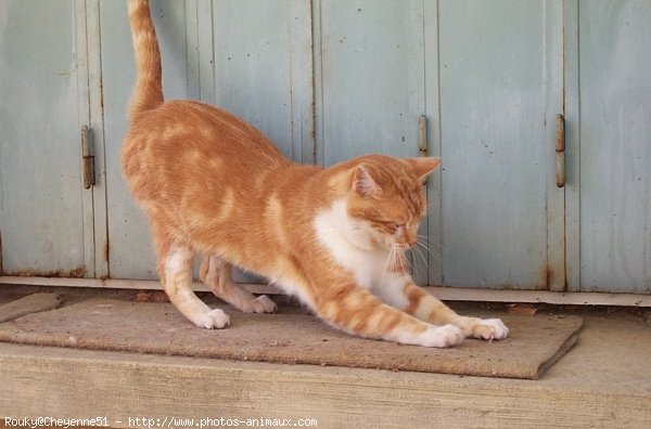 Photo de Chat domestique