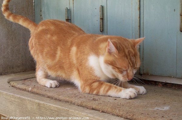 Photo de Chat domestique