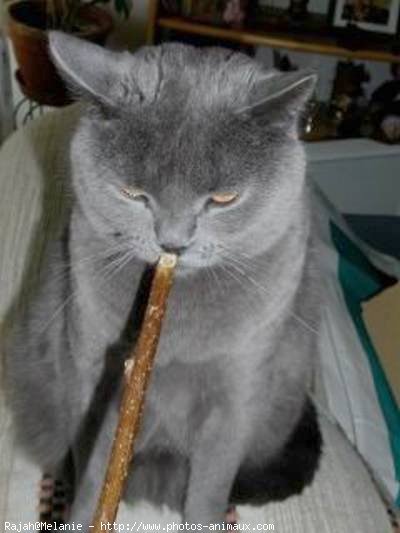 Photo de Chartreux