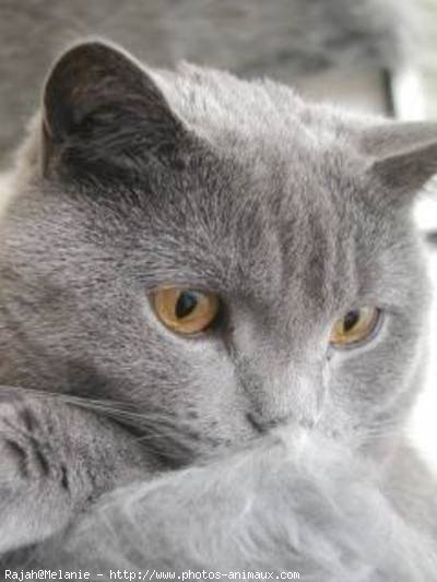 Photo de Chartreux