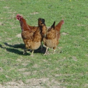 Photo de Poule