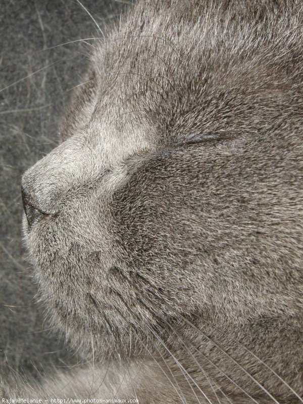 Photo de Chartreux