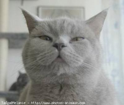 Photo de British shorthair