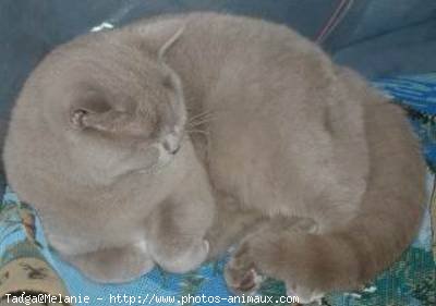 Photo de British shorthair