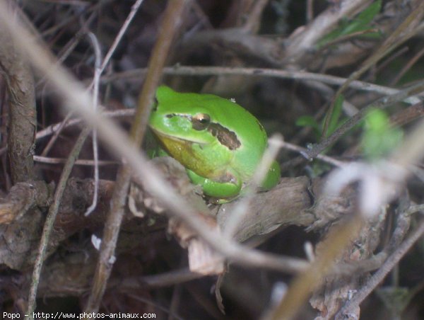 Photo de Grenouille - rainette