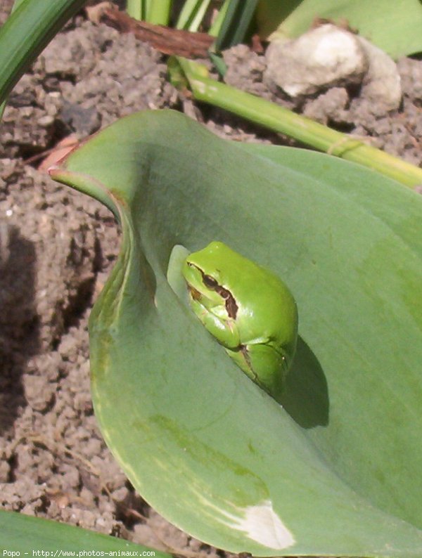 Photo de Grenouille - rainette