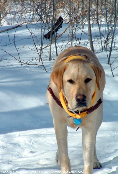 Photo de Labrador retriever