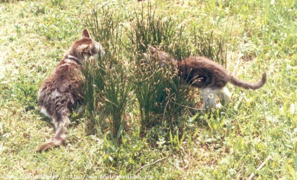 Photo de Chat domestique