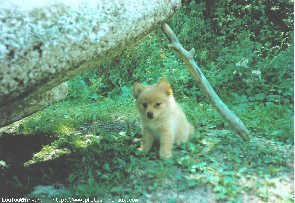 Photo de Spitz moyen