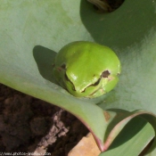 Photo de Grenouille - rainette