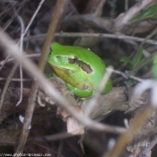 Photo de Grenouille - rainette