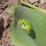 Photo de Grenouille - rainette