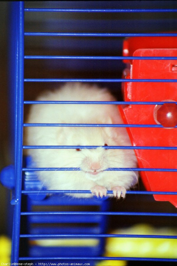 Photo de Hamster