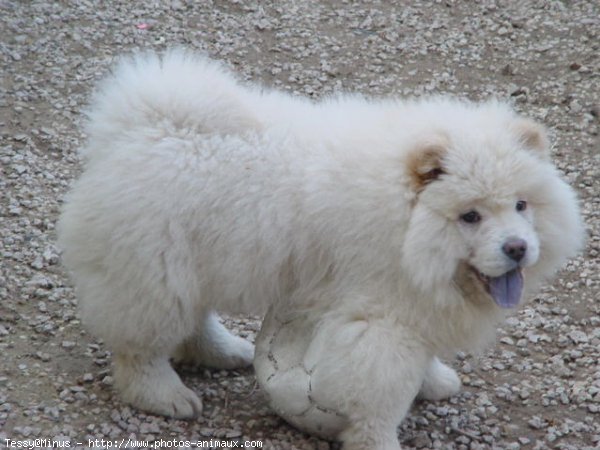 Photo de Chow chow